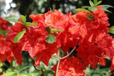 Azalea - azalka - květy